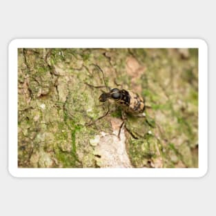 Unique and organic photo of a fungus weevil (Anthribidae) Sticker